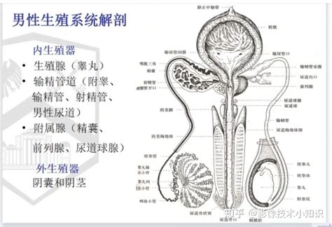 男性 生殖器|男性生殖器には どのような器官があるの？ 